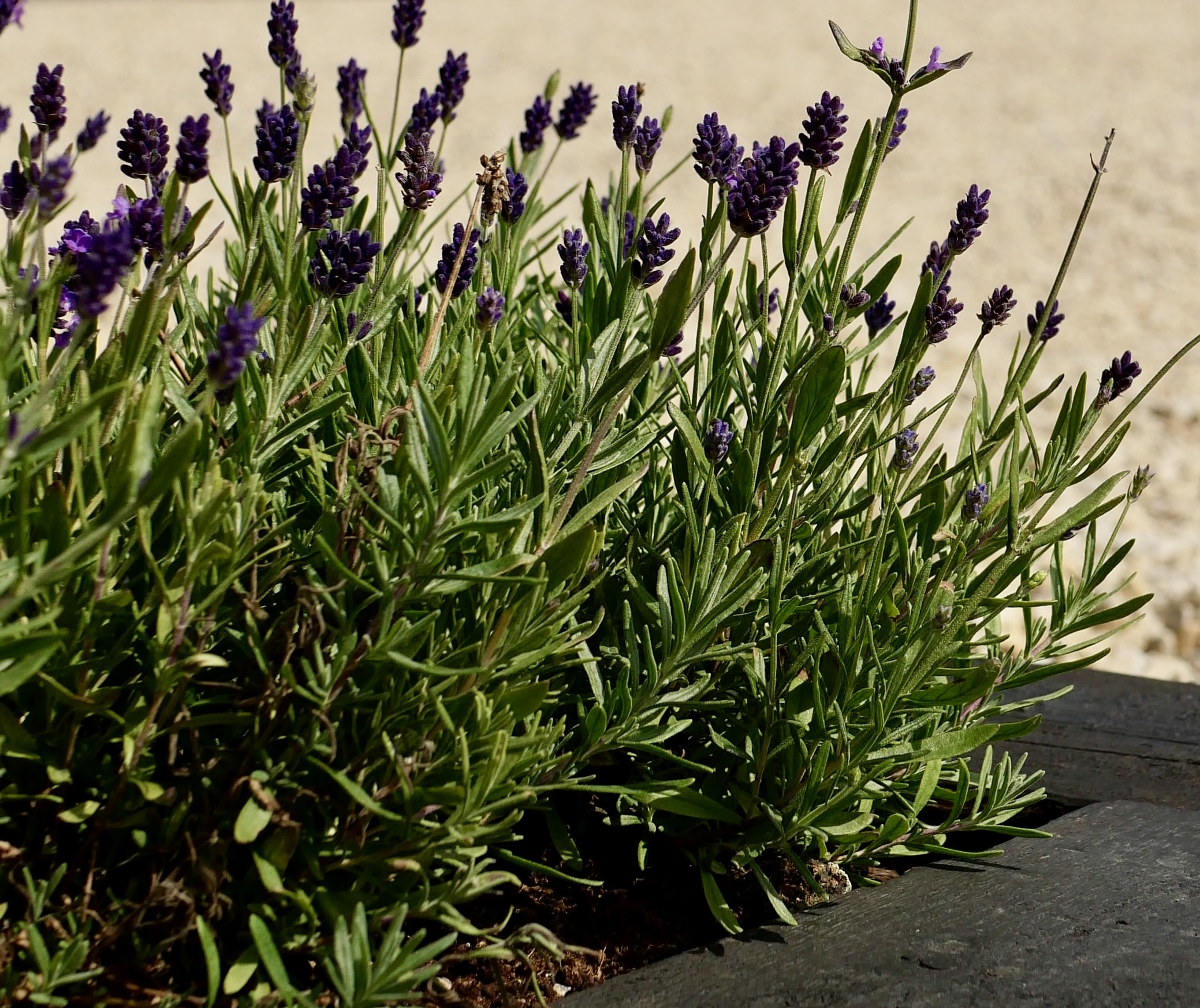 Sunset over the Mews